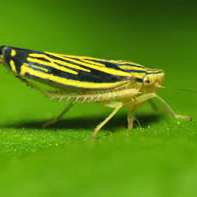 Transmission efficiency of xylella fastidiosa subsp. Pauca sequence types by sharpshooter vectors after in vitro acquisition