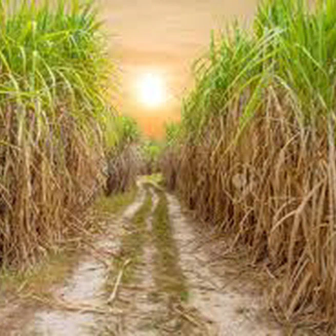 Sugarcane straw management for bioenergy: effects of global warming on greenhouse gas emissions and soil carbon storage