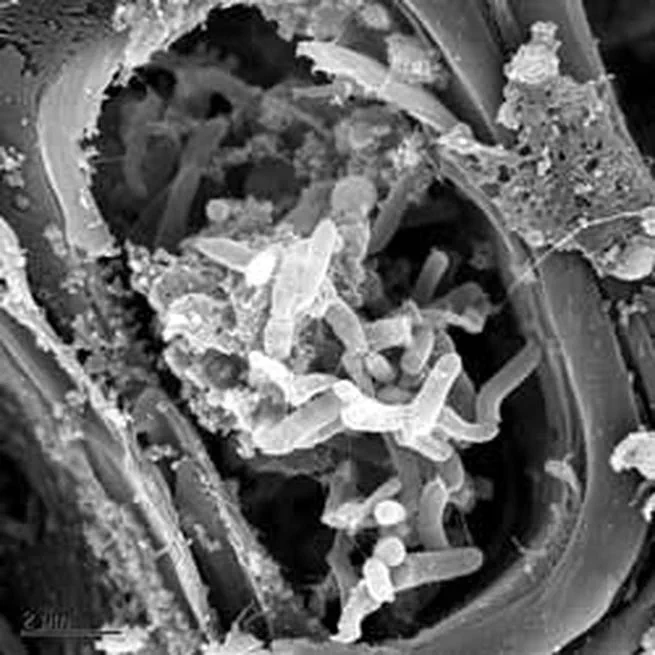 Settling and feeding behavior of sharpshooter vectors on plum genotypes with different susceptibility levels to leaf scald disease (Xylella fastidiosa)